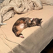Goose is registered to the contest to win money with this photo: cat, bed, blanket, pillow, indoor, pet, feline, relaxed, lying_down, beige, brown, striped_cat, cozy, home, sleepy, paw, fur, comfort, domestic_animal, wooden_floor
