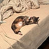 cat, bed, blanket, pillow, indoor, pet, feline, relaxed, lying_down, beige, brown, striped_cat, cozy, home, sleepy, paw, fur, comfort, domestic_animal, wooden_floor