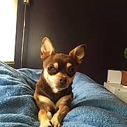 Meïko participe au concours pour gagner de l'argent avec cette photo : carnivoran, chihuahua, companion_dog, corgi_chihuahua, dog, dog_breed, dog_breed_group, dog_like_mammal, english_toy_terrier, prazsky_krysarik, puppy, russkiy_toy, snout, toy_dog, vulnerable_native_breeds, whiskers