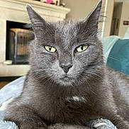 Coreff participe au concours pour gagner de l'argent avec cette photo : abyssinian, angora, animal, architecture, blackcat, blanket, building, cat, chair, couch, fireplace, furniture, indoors, interiordesign, kitten, livingroom, manx, pet, room, shelf