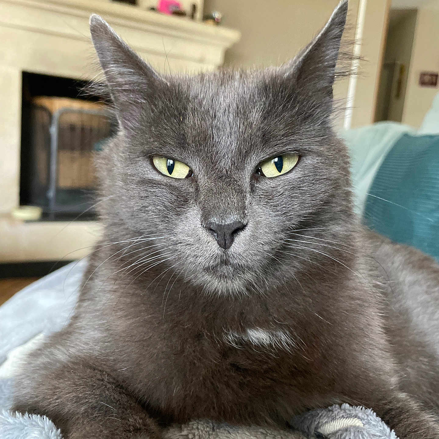 Coreff participe au concours pour gagner de l'argent avec cette photo : abyssinian, angora, animal, architecture, blackcat, blanket, building, cat, chair, couch, fireplace, furniture, indoors, interiordesign, kitten, livingroom, manx, pet, room, shelf