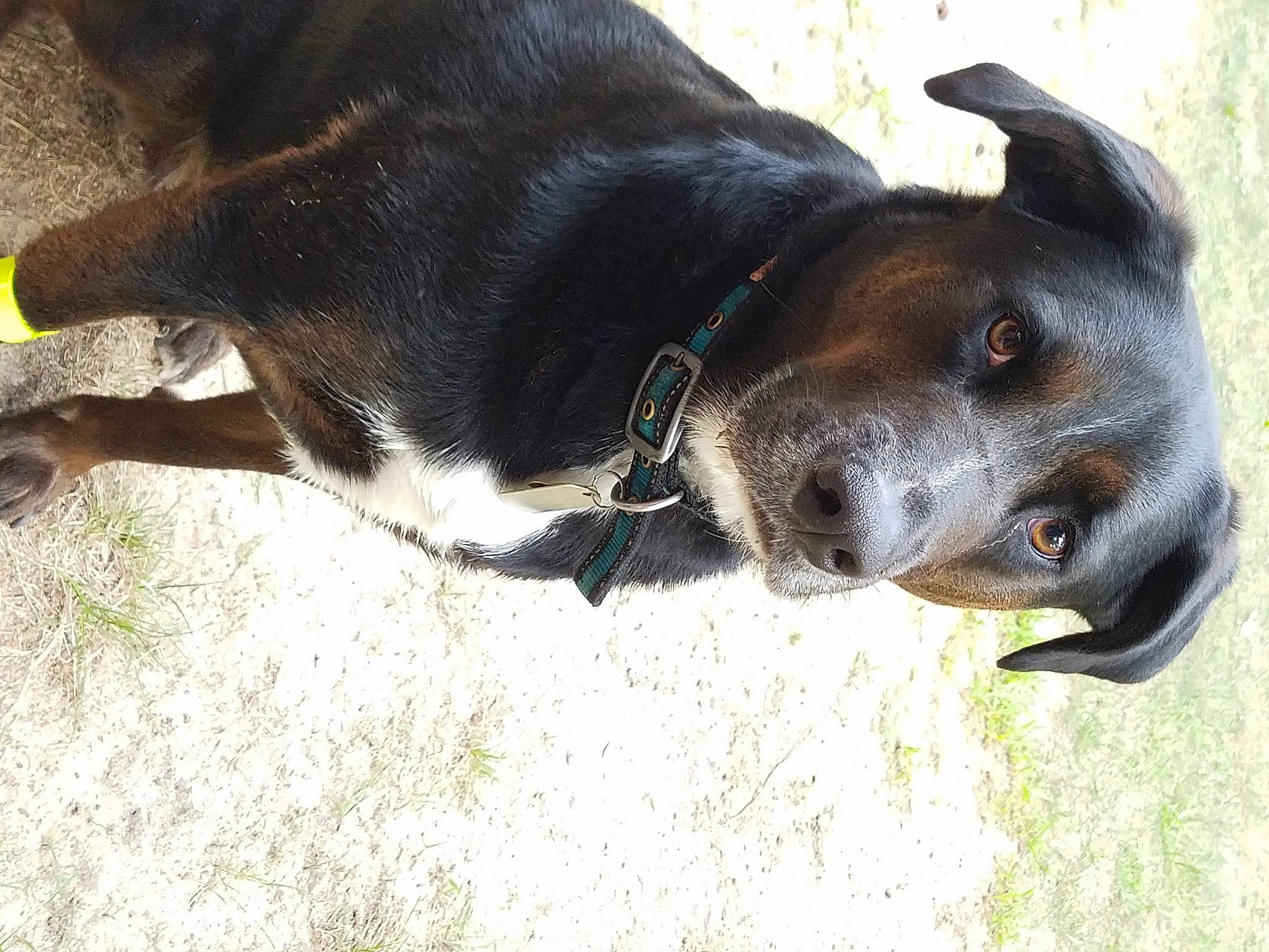 Ares joined the competition — help win amazing prizes! borador, canidae, carnivore, collar, dog, dog_breed, dog_collar, hunting_dog, mammal, nose, snout, sporting_group