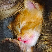 Arwen a rejoint le concours — aidez-le/la à gagner de superbes lots ! kitten, sleeping, orange, white, fur, close_up, cute, pet, animal, cozy, soft, snuggling, peaceful, resting, young, adorable, mammal, whiskers, pink_nose, feline