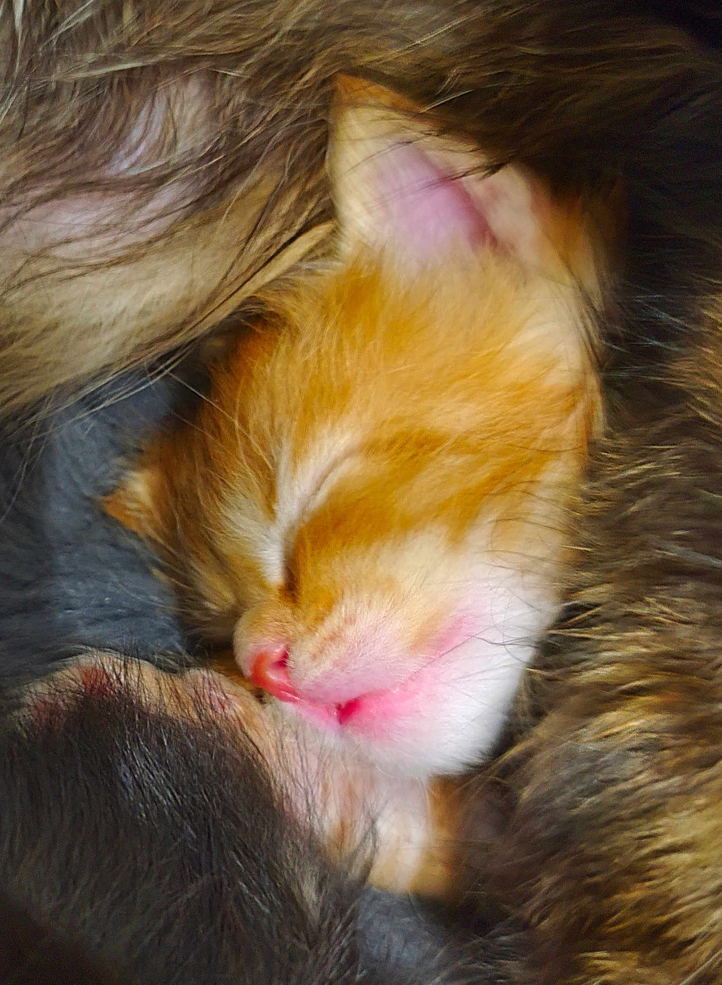 Arwen a rejoint le concours — aidez-le/la à gagner de superbes lots ! kitten, sleeping, orange, white, fur, close_up, cute, pet, animal, cozy, soft, snuggling, peaceful, resting, young, adorable, mammal, whiskers, pink_nose, feline