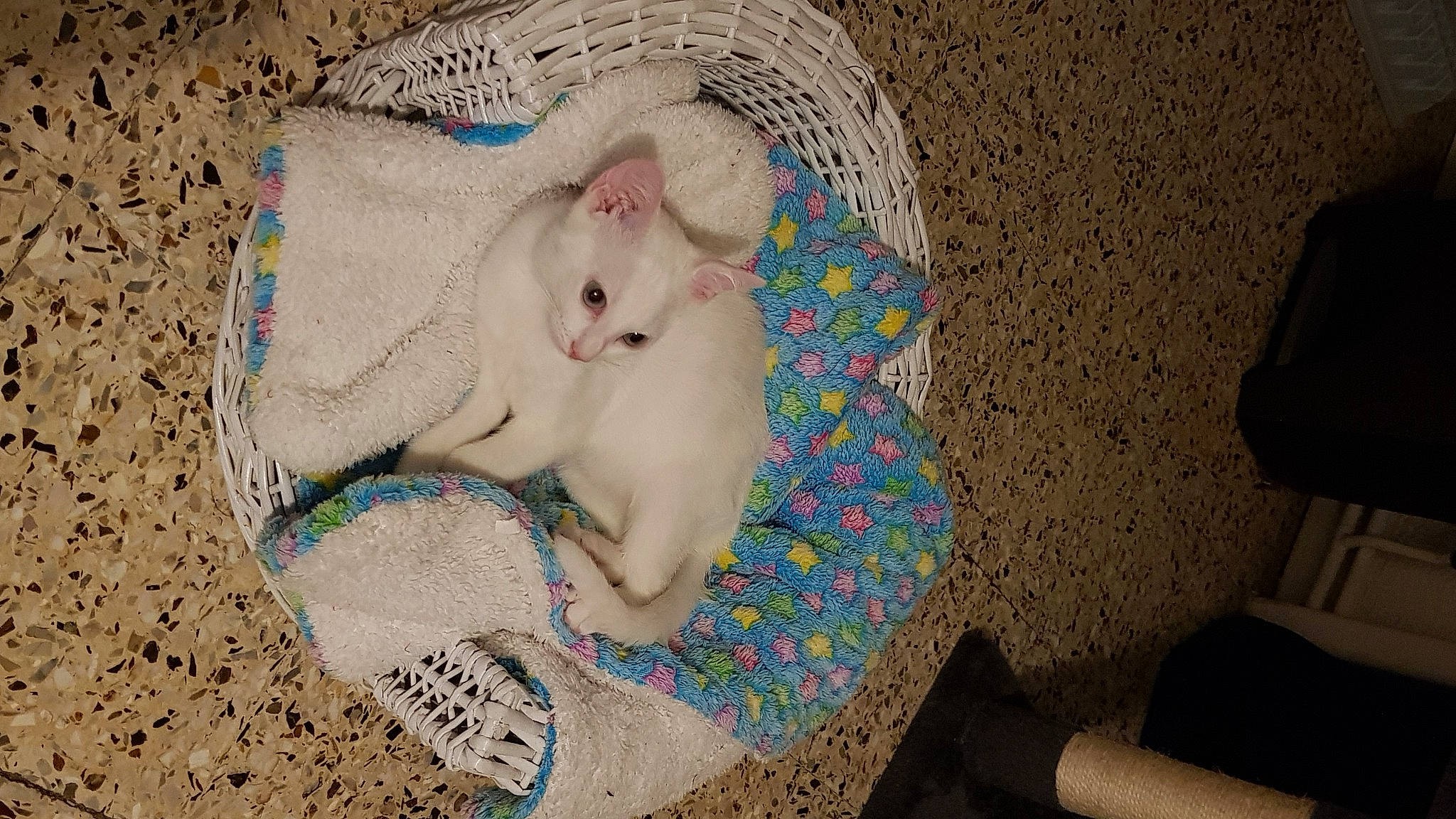 Noctis a rejoint le concours — aidez-le/la à gagner de superbes lots ! burmilla, carnivore, cat, colorpoint_shorthair, ear, fawn, felidae, khao_manee, kitten, small_to_medium_sized_cats, whiskers