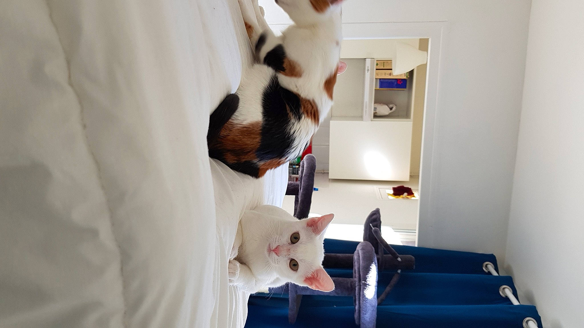 Noctis participe au concours pour gagner de l'argent avec cette photo : aegean_cat, carnivore, cat, colorpoint_shorthair, domestic_short_haired_cat, ear, felidae, fur, japanese_bobtail, khao_manee, kitten, small_to_medium_sized_cats, tail, turkish_angora, turkish_van, whiskers, white