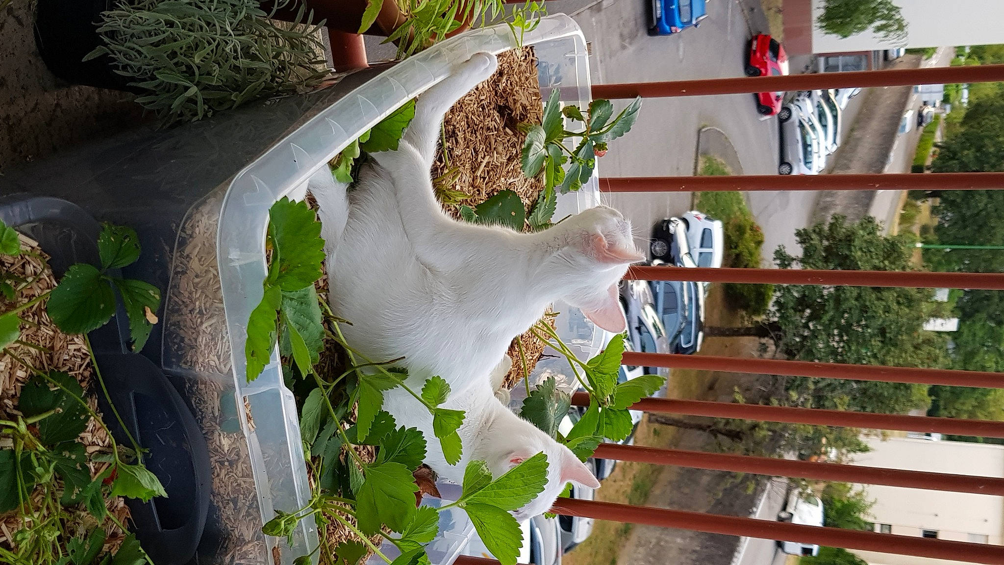 Noctis participe au concours pour gagner de l'argent avec cette photo : ivy, plant