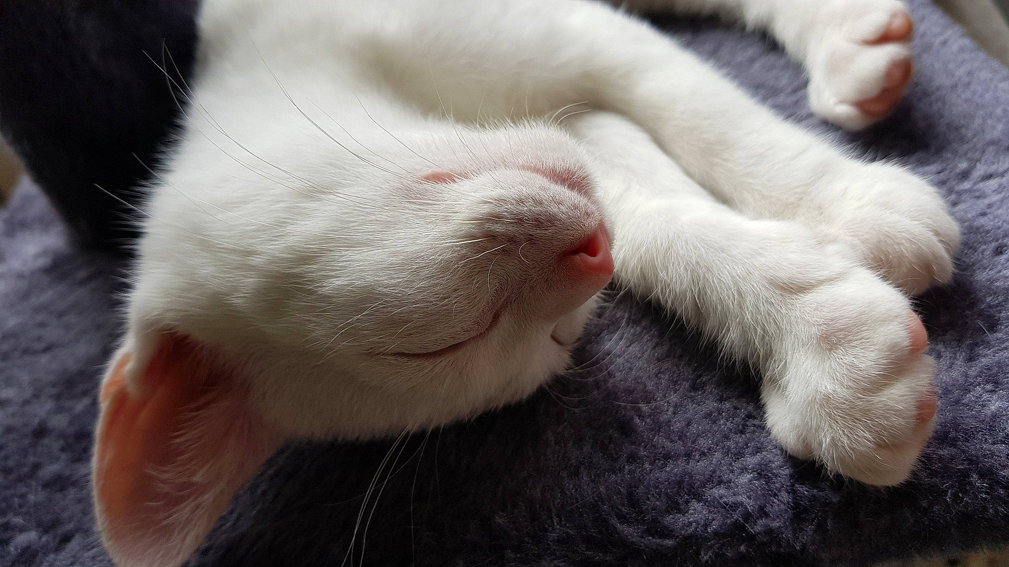 Aerith participe au concours pour gagner de l'argent avec cette photo : carnivore, cat, claw, fawn, felidae, fur, khao_manee, mammal, nap, nose, paw, polydactyl_cat, skin, small_to_medium_sized_cats, snout, whiskers