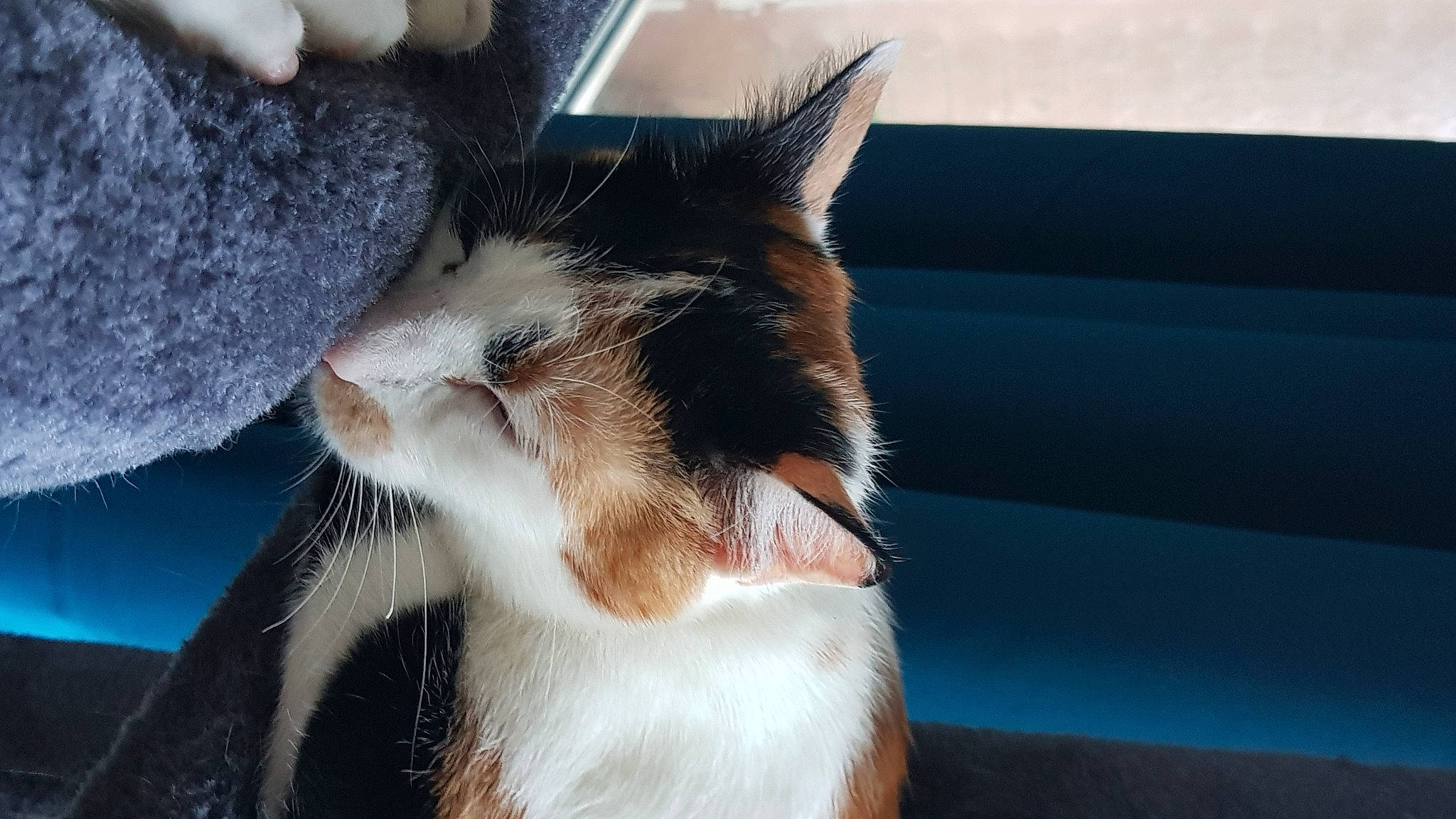 Shiva a rejoint le concours — aidez-le/la à gagner de superbes lots ! aegean_cat, american_wirehair, carnivore, cat, ear, felidae, fur, nose, small_to_medium_sized_cats, snout, whiskers