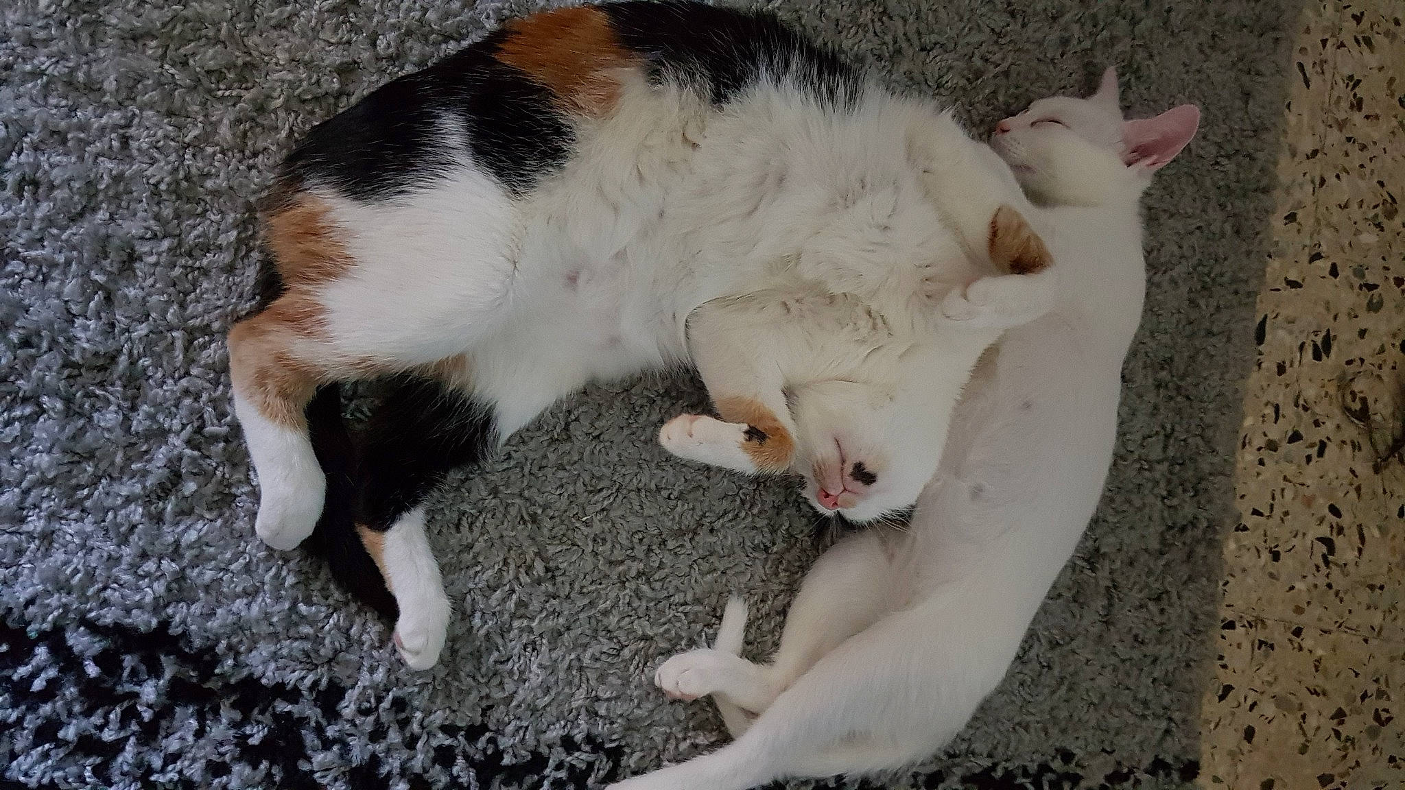 Shiva participe au concours pour gagner de l'argent avec cette photo : carnivore, cat, fawn, felidae, fur, paw, small_to_medium_sized_cats, snout, tail, whiskers