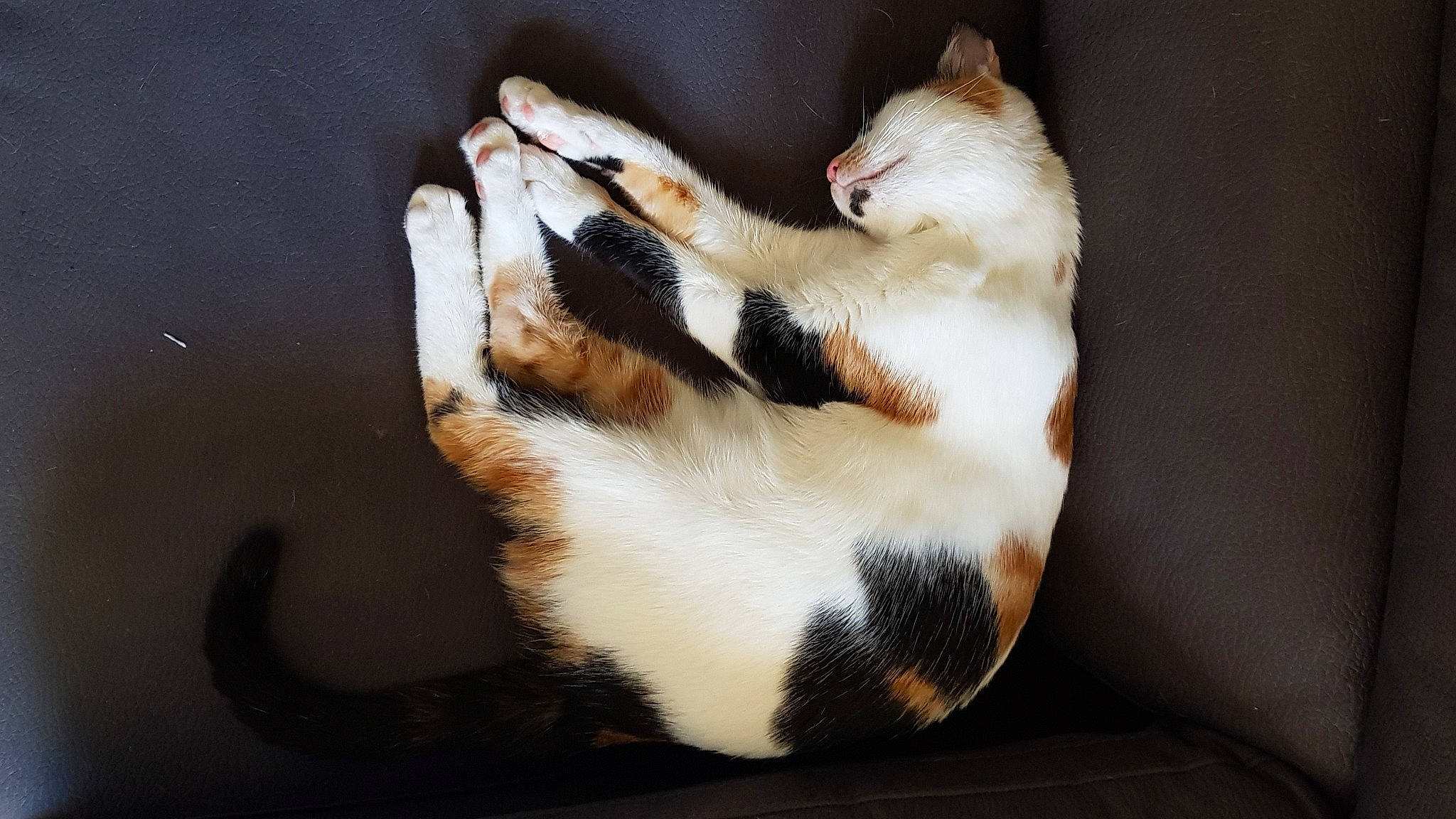 Shiva participe au concours pour gagner de l'argent avec cette photo : aegean_cat, american_wirehair, carnivore, cat, claw, felidae, fur, kitten, paw, polydactyl_cat, small_to_medium_sized_cats, tail, whiskers