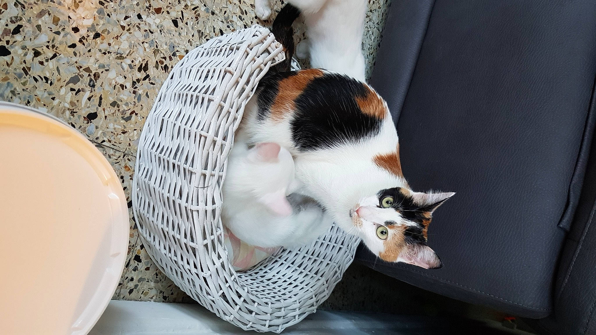 Shiva a rejoint le concours — aidez-le/la à gagner de superbes lots ! canidae, carnivore, cat, felidae, kitten, small_to_medium_sized_cats, tail, whiskers