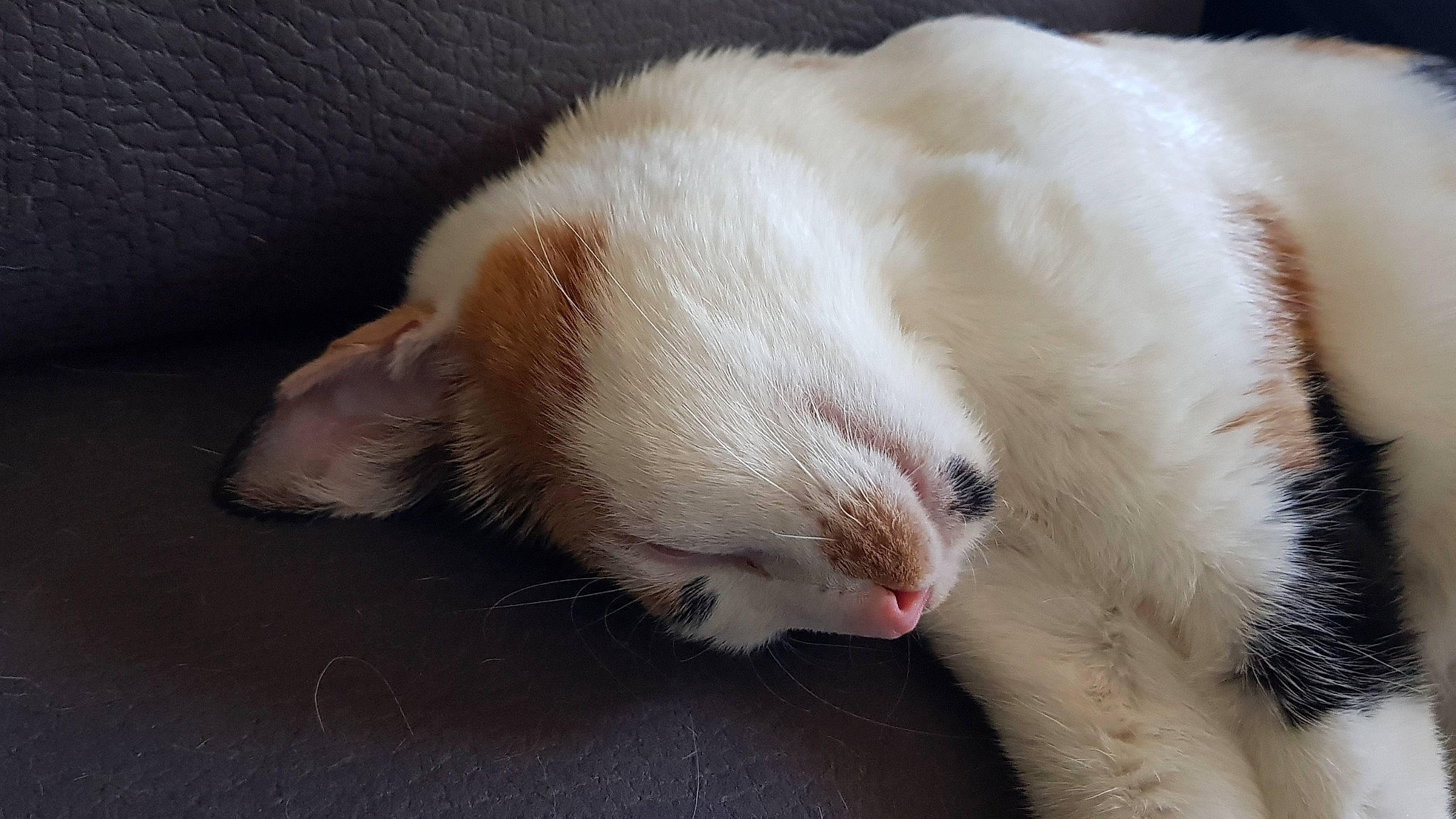 Shiva a rejoint le concours — aidez-le/la à gagner de superbes lots ! carnivore, cat, claw, felidae, fur, nap, paw, small_to_medium_sized_cats, snout, tail, whiskers