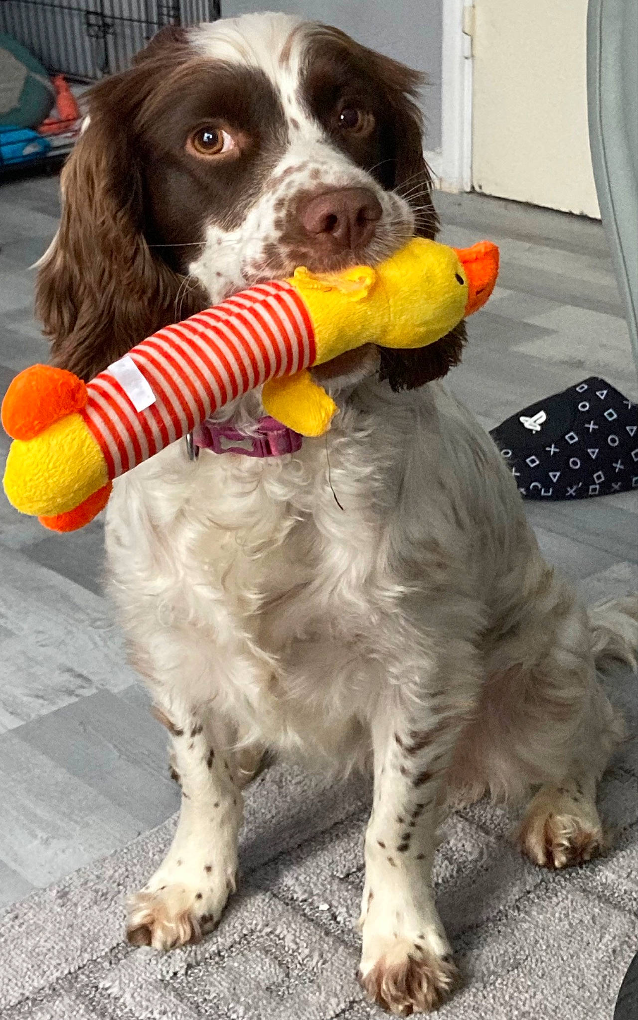 Esme is registered to the contest to win money with this photo: canidae, carnivore, cavalier_king_charles_spaniel, cocker_spaniel, collar, companion_dog, costume, dog, dog_breed, dog_collar, dog_supply, fur, giant_dog_breed, gun_dog, liver, snout, spaniel, sporting_group, toy, working_animal