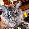 cat, tabby, blue_eyes, fluffy, close_up, paws, feline, indoor, furniture, wooden, clock, bottle, yellow, face, whiskers, ears, fur, pet, animal, cozy
