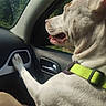 air_vent, animal, canine, car, companion, daylight, dog, greenery, happy, inside_car, outdoor, paw, pet, road_trip, side_view, summer, sunlight, travel, window, yellow_collar