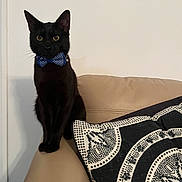 Logan is registered to the contest to win money with this photo: animal, black_cat, bow_tie, cat, couch_armrest, curious, domestic_cat, feline, furniture, home_interior, indoor, leather_couch, looking, patterned_pillow, pet, pillow, polka_dot, portrait, sitting, wide_eyes