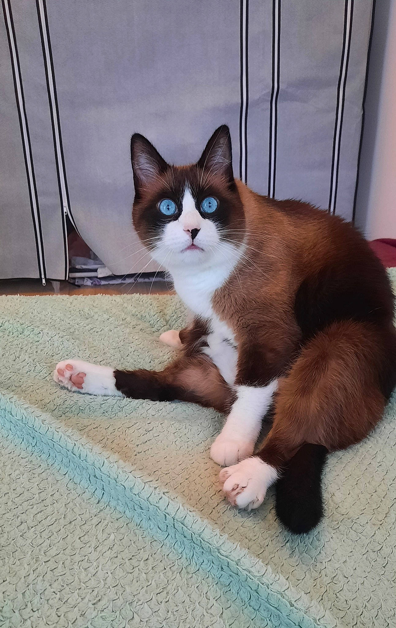 O'Malley participe au concours pour gagner de l'argent avec cette photo : carnivore, cat, comfort, domestic_short_haired_cat, felidae, flooring, foot, fur, hardwood, human_leg, paw, sitting, small_to_medium_sized_cats, snout, tail, terrestrial_animal, whiskers, window, windshield, wood