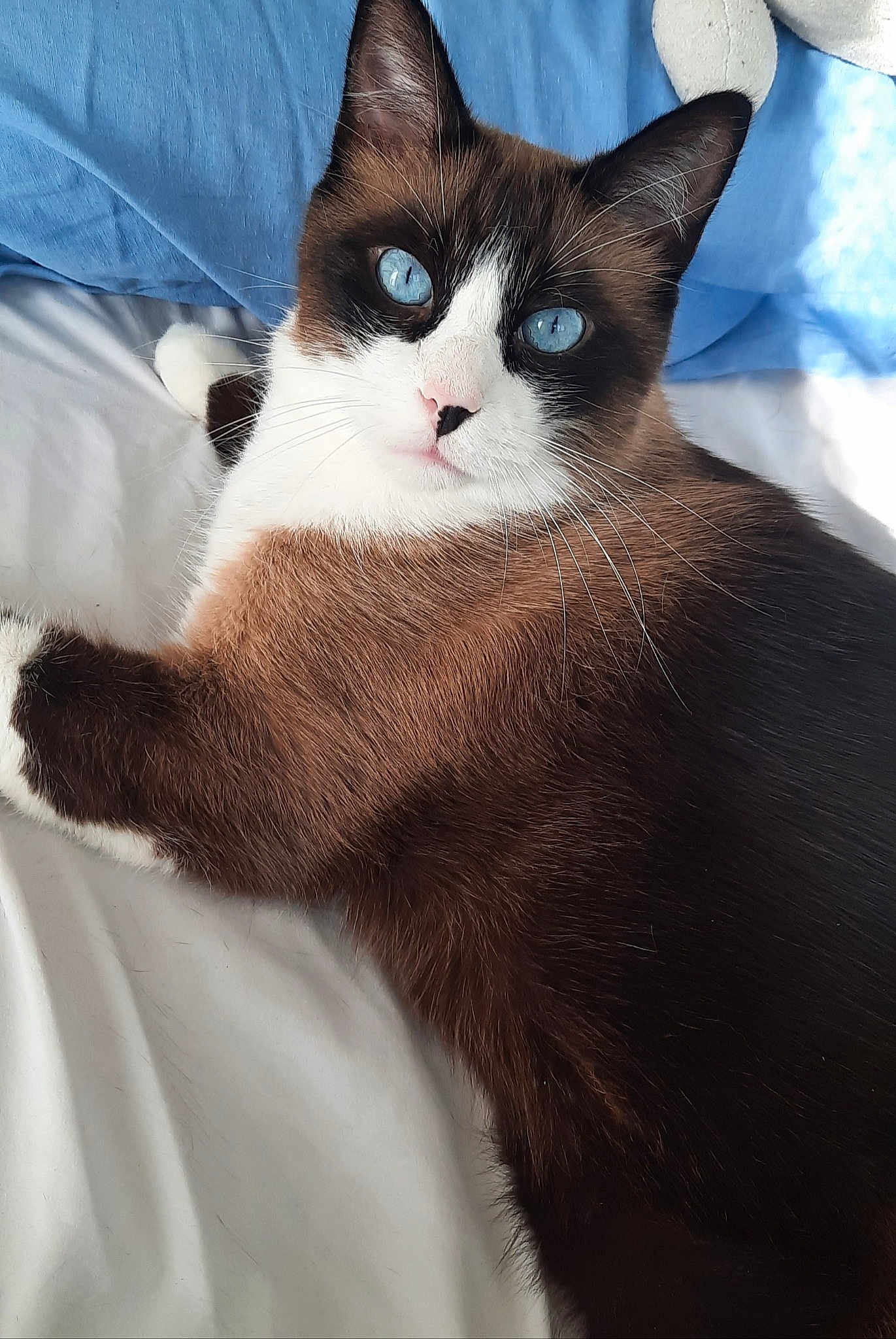 O'Malley