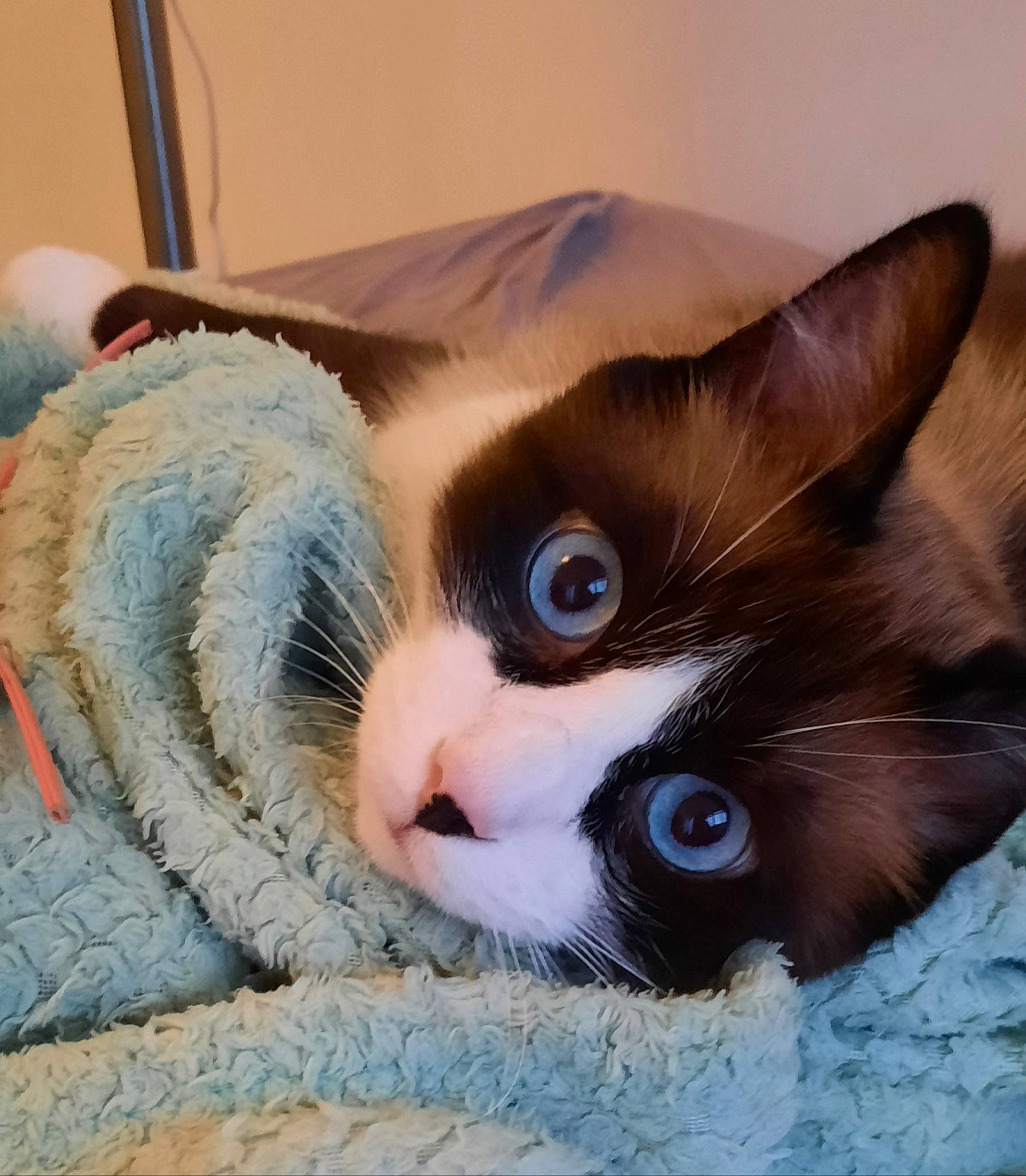 O'Malley a rejoint le concours — aidez-le/la à gagner de superbes lots ! carnivore, cat, cat_bed, comfort, domestic_short_haired_cat, eye, eyelash, fawn, felidae, fur, hair, head, nap, paw, small_to_medium_sized_cats, snout, tail, whiskers