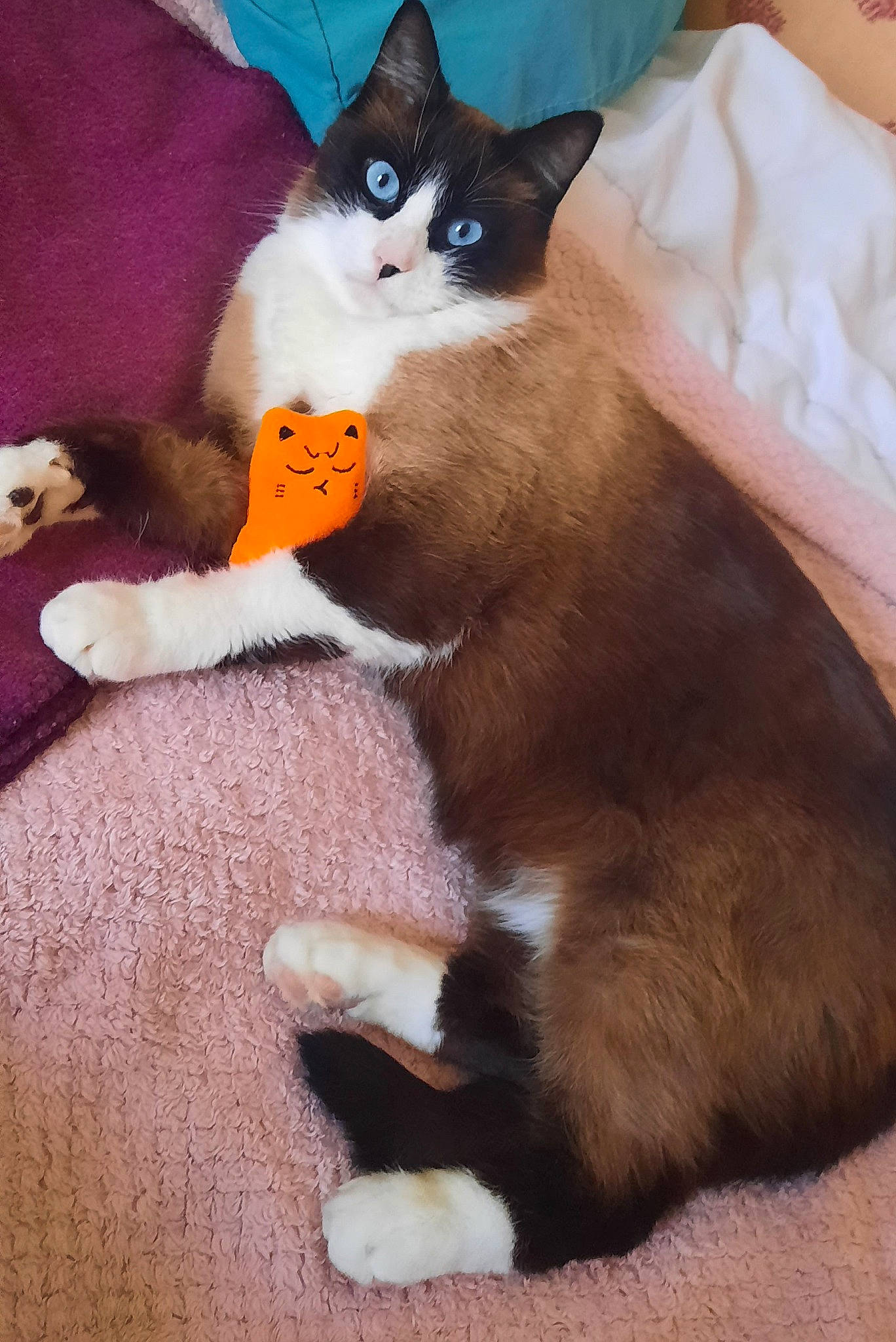 O'Malley a rejoint le concours — aidez-le/la à gagner de superbes lots ! balinese, carnivore, cat, cat_supply, claw, comfort, domestic_short_haired_cat, fawn, felidae, flooring, foot, fur, paw, siamese, sitting, small_to_medium_sized_cats, snout, tail, thai, whiskers