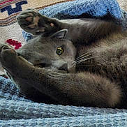 Harry joined the competition — help win amazing prizes! cat, gray_cat, paw, stretching, whiskers, eye, fur, blanket, blue_blanket, texture, cozy, indoor, pet, closeup, feline, relaxed, cute, animal, mammal, resting
