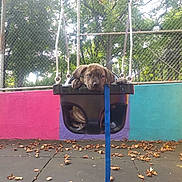 Dexter is registered to the contest to win money with this photo: animal, autumn, black_swing, canine, chain_link_fence, colorful_wall, cute, daylight, dog, leash, leaves, outdoor, park, pet, playground, puppy, resting, swing, trees, young_dog