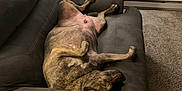 Dexter is registered to the contest to win money with this photo: animal, brindle, canine, carpet, comfortable, controller, couch, curtains, dog, furniture, home, indoor, living_room, paw, pet, relaxed, resting, shelf, sleeping, window