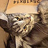 animal, cardboard, cat, closeup, cozy, curious, cute, domestic, eyes, face, feline, fluffy, fur, indoor, pet, playful, resting, soft, tabby, whiskers