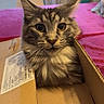 animal_portrait, box, cardboard, cat, close_up, cozy, curious, cute, domestic_animal, ears, feline, fur, household, indoor, pet, pink_background, soft_light, tabby, whiskers, wide_eyes