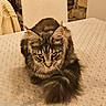 animal, bedspread, cat, closeup, cozy, cute, domestic_cat, ears, feline, fur, home, indoor, looking_down, mammal, patterned, pet, resting, tabby_cat, tail, whiskers