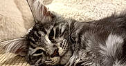 Célestia participe au concours pour gagner de l'argent avec cette photo : animal, blanket, cat, closeup, couch, cozy, cute, domestic, feline, fluffy, fur, gray_fur, indoor, pet, relaxed, resting, sleepy, soft_texture, tabby, whiskers
