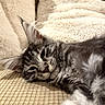 animal, blanket, cat, closeup, couch, cozy, cute, domestic, feline, fluffy, fur, gray_fur, indoor, pet, relaxed, resting, sleepy, soft_texture, tabby, whiskers