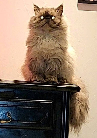 Skimo participe au concours pour gagner de l'argent avec cette photo : box, british_longhair, cabinetry, carnivore, cat, drawer, fawn, felidae, fur, grey, hardwood, light, sitting, small_to_medium_sized_cats, snout, tail, terrestrial_animal, whiskers, white, wood