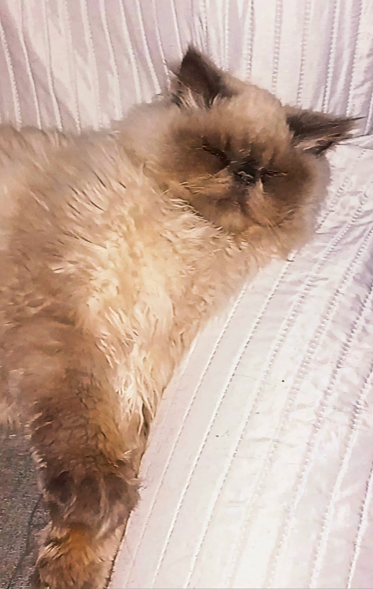 Skimo participe au concours pour gagner de l'argent avec cette photo : balinese, birman, carnivore, cat, claw, fawn, felidae, flooring, fur, paw, ragdoll, siamese, small_to_medium_sized_cats, tail, terrestrial_animal, thai, whiskers, wood