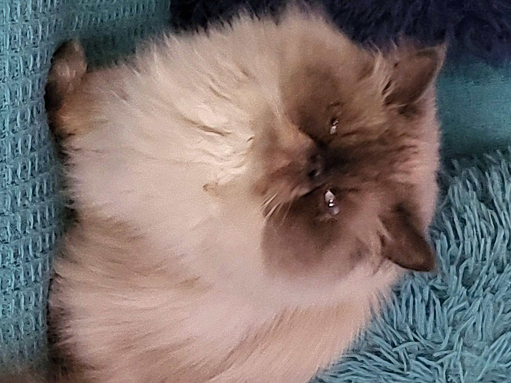 Skimo participe au concours pour gagner de l'argent avec cette photo : balinese, british_longhair, carnivore, cat, companion_dog, fashion_accessory, fawn, felidae, fur, persian, ragdoll, small_to_medium_sized_cats, snout, tail, terrestrial_animal, whiskers