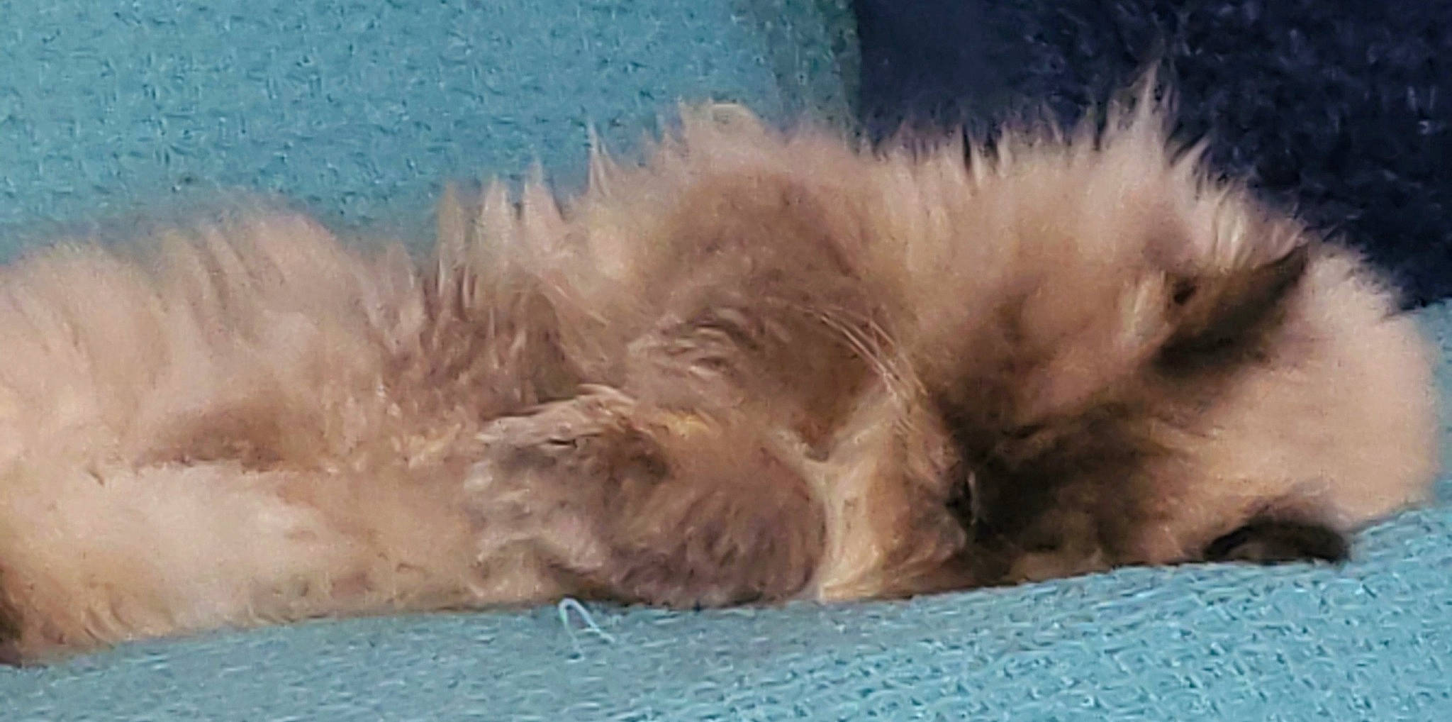 Skimo a rejoint le concours — aidez-le/la à gagner de superbes lots ! canidae, carnivore, companion_dog, dog_breed, fawn, felidae, fur, nap, small_to_medium_sized_cats, sporting_group, terrestrial_animal, whiskers