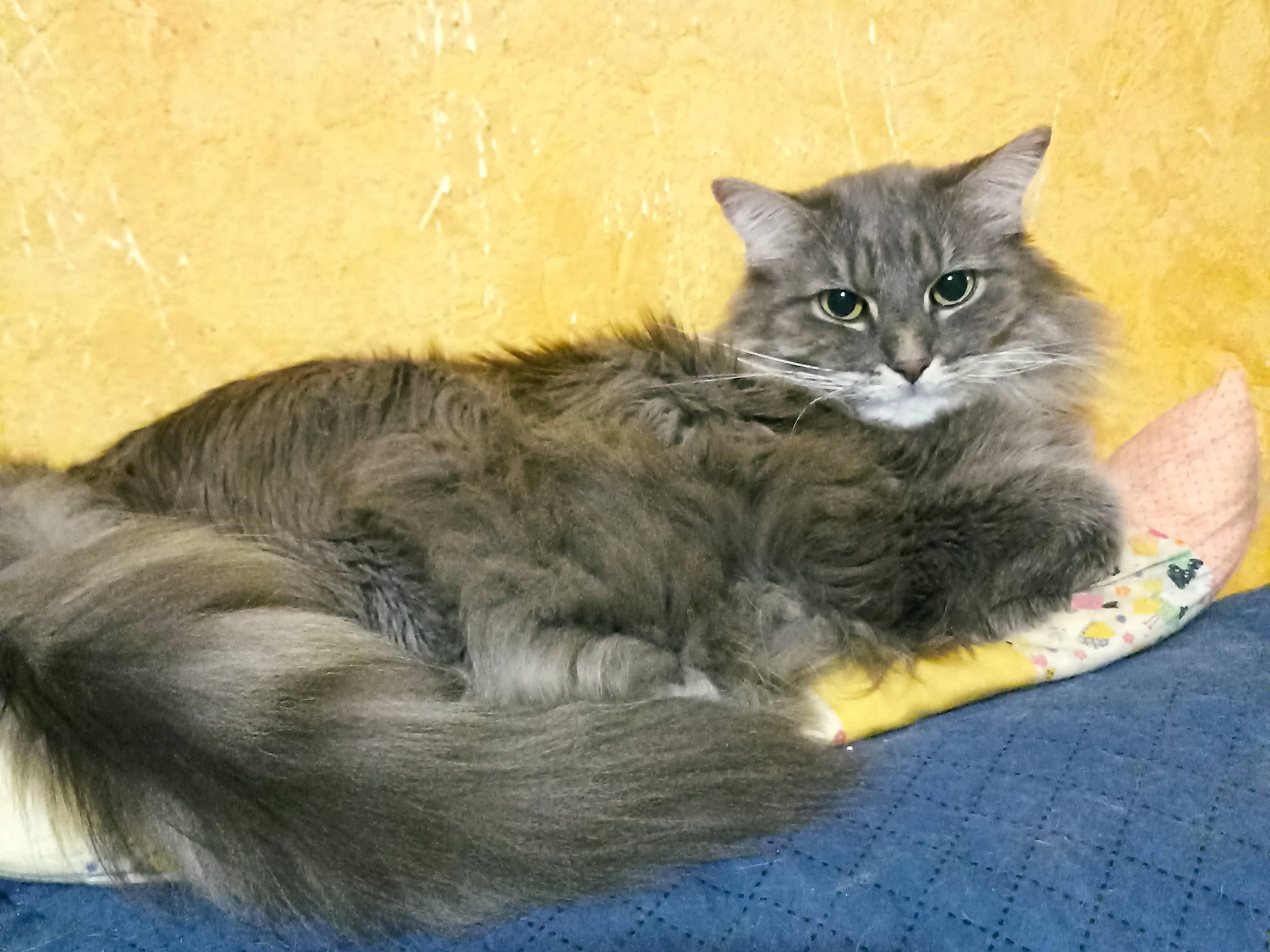 Leonardo participe au concours pour gagner de l'argent avec cette photo : british_longhair, carnivore, cat, cat_supply, claw, comfort, domestic_short_haired_cat, felidae, fur, grey, maine_coon, paw, small_to_medium_sized_cats, snout, tail, terrestrial_animal, vertebrate, whiskers, window