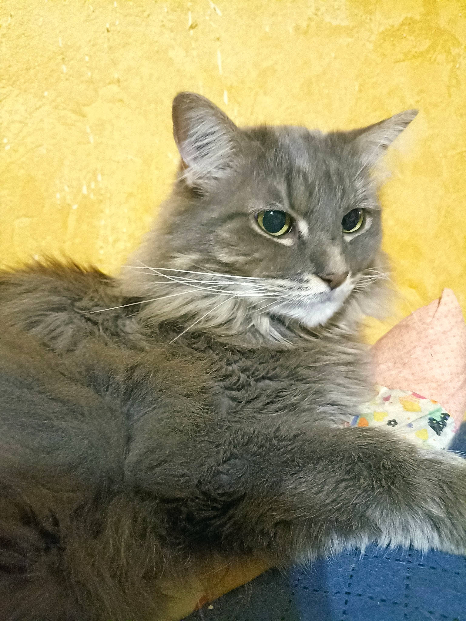 Leonardo a rejoint le concours — aidez-le/la à gagner de superbes lots ! carnivore, cat, claw, domestic_short_haired_cat, felidae, fur, photo_caption, small_to_medium_sized_cats, snout, tail, terrestrial_animal, whiskers, wildlife, window