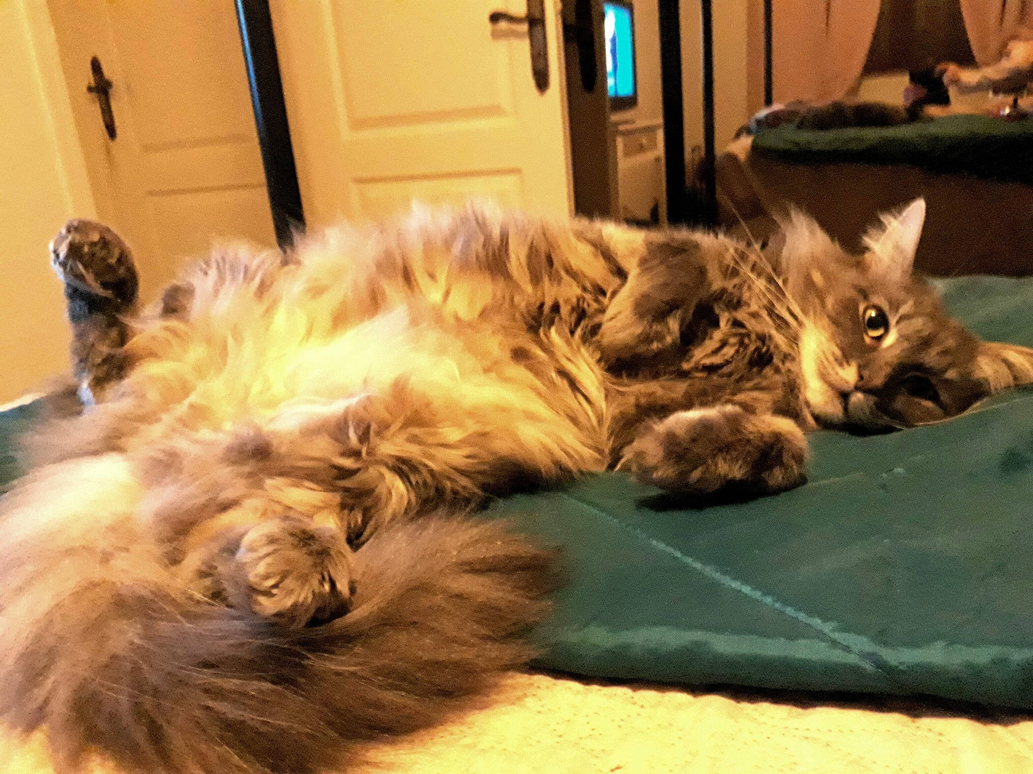 Leonardo a rejoint le concours — aidez-le/la à gagner de superbes lots ! bed, carnivore, cat, claw, comfort, companion_dog, dog_breed, domestic_short_haired_cat, fawn, felidae, fur, linens, nap, paw, room, sleep, small_to_medium_sized_cats, tail, terrestrial_animal, whiskers