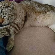 Charly participe au concours pour gagner de l'argent avec cette photo : aegean_cat, american_shorthair, american_wirehair, asian, australian_mist, carnivore, cat, claw, domestic_short_haired_cat, dragon_li, european_shorthair, felidae, mammal, paw, pixie_bob, small_to_medium_sized_cats, snout, tabby_cat, vertebrate, whiskers