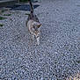 Charly participe au concours pour gagner de l'argent avec cette photo : asphalt, cat, cobblestone, european_shorthair, fawn, felidae, floor, flooring, grass, gravel, road, road_surface, sidewalk, small_to_medium_sized_cats, tail