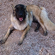 Maya a rejoint le concours — aidez-le/la à gagner de superbes lots ! canidae, carnivore, carpathian_shepherd_dog, dog, dog_breed, estrela_mountain_dog, fawn, kangal_dog, leonberger, livestock_guardian_dog, mammal, sarplaninac, sporting_group, vertebrate