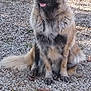 Maya a rejoint le concours — aidez-le/la à gagner de superbes lots ! bakharwal_dog, canidae, carnivore, carpathian_shepherd_dog, caucasian_shepherd_dog, dog, dog_breed, estrela_mountain_dog, giant_dog_breed, leonberger, livestock_guardian_dog, mammal, sarplaninac, sporting_group, vertebrate