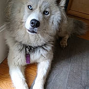 Naid participe au concours pour gagner de l'argent avec cette photo : akita, alaskan_malamute, ancient_dog_breeds, canadian_eskimo_dog, canidae, carnivore, companion_dog, dog, dog_breed, eurasier, greenland_dog, mammal, native_american_indian_dog, puppy, rare_breed_dog, sakhalin_husky, siberian_husky, snout, vertebrate, wolfdog