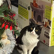 Oupette a rejoint le concours — aidez-le/la à gagner de superbes lots ! cat, black_and_white, christmas_tree, ornament, santa, floor, box, cat_tree, indoor, pet, curious, animal, feline, decorations, holiday, sitting, eyes, whiskers, tile_floor, home