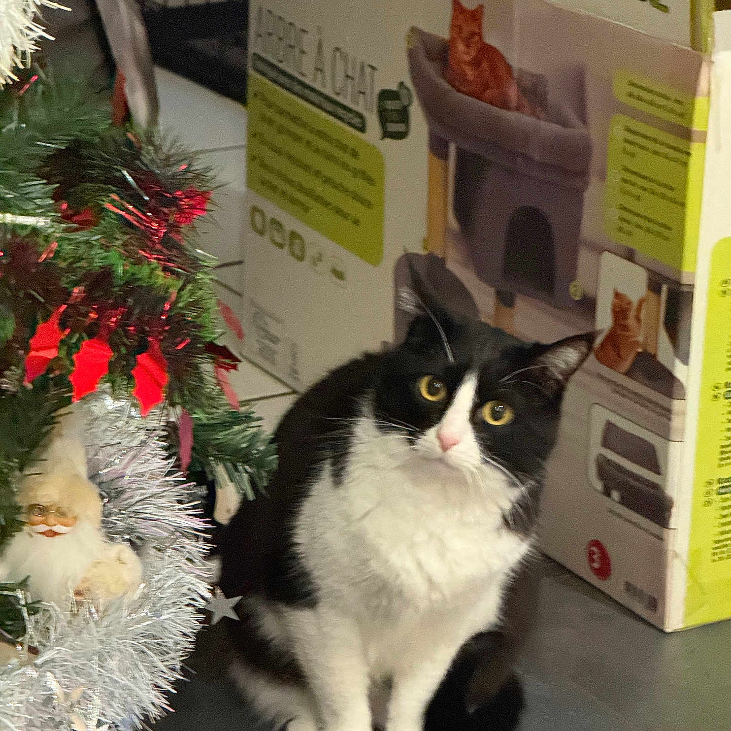 Oupette a rejoint le concours — aidez-le/la à gagner de superbes lots ! animal, black_and_white, box, cat, cat_tree, christmas_tree, curious, decorations, eyes, feline, floor, holiday, home, indoor, ornament, pet, santa, sitting, tile_floor, whiskers
