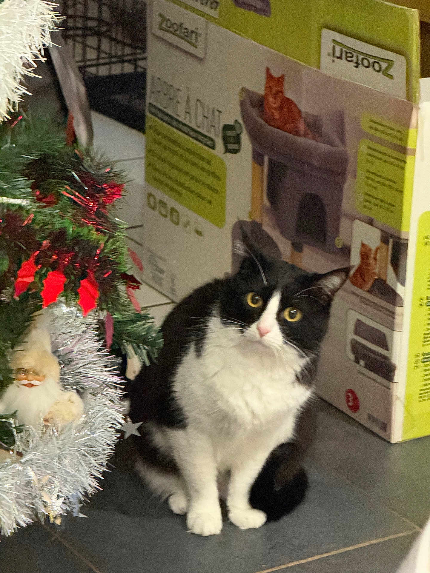 Oupette a rejoint le concours — aidez-le/la à gagner de superbes lots ! cat, black_and_white, christmas_tree, ornament, santa, floor, box, cat_tree, indoor, pet, curious, animal, feline, decorations, holiday, sitting, eyes, whiskers, tile_floor, home