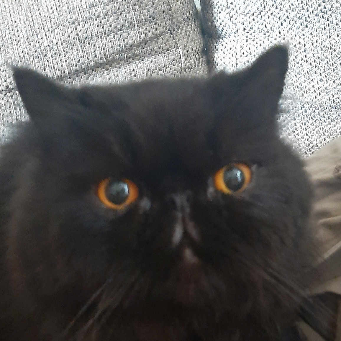 Oliver