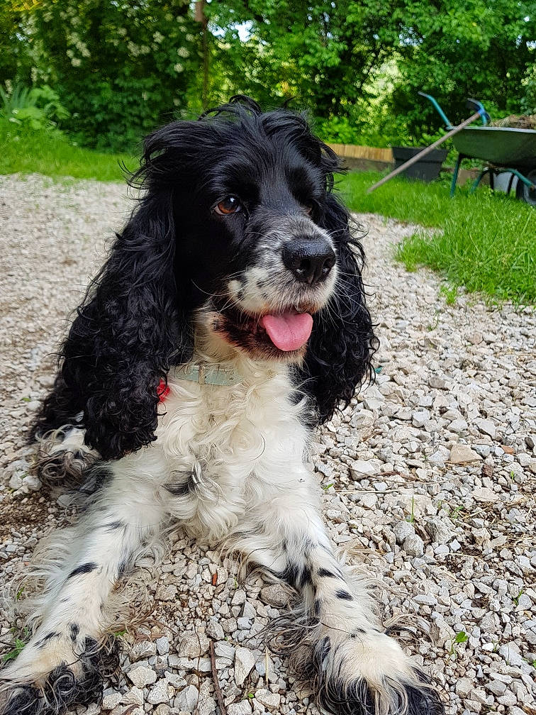 Hilka a rejoint le concours — aidez-le/la à gagner de superbes lots ! american_cocker_spaniel, blue_picardy_spaniel, canidae, carnivore, cocker_spaniel, dog, dog_breed, english_cocker_spaniel, english_springer_spaniel, field_spaniel, french_spaniel, german_spaniel, mammal, picardy_spaniel, rare_breed_dog, russian_spaniel, spaniel, sporting_group, vertebrate, wetterhoun